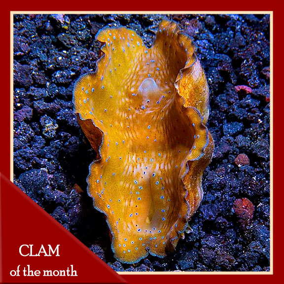 Gigas Clam, Aquacultured ORA® Gigas Clam, Aquacultured ORA®