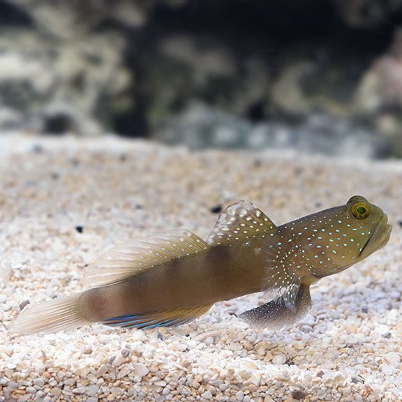 Spotted Watchman Goby 