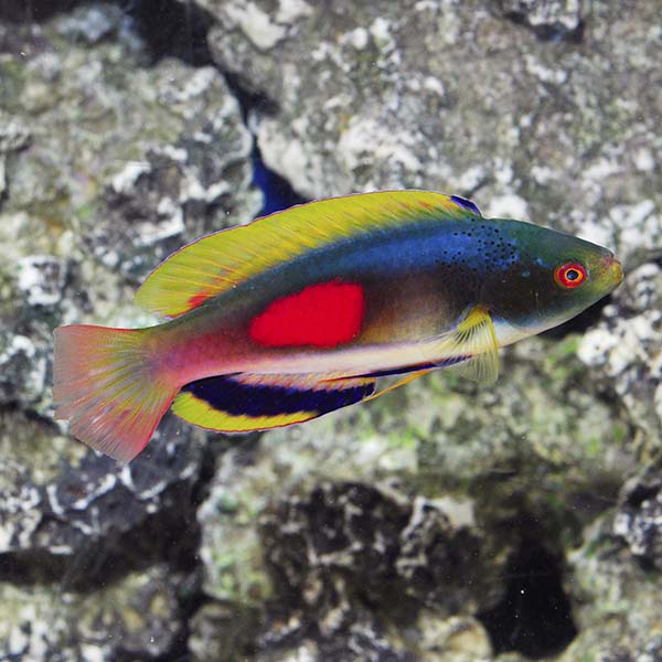 Scott's Fairy Wrasse