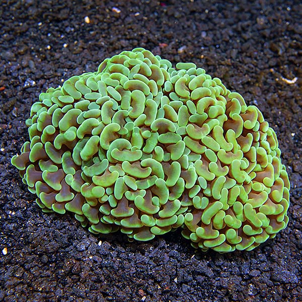 grænseflade Rå Picket Hammer Coral: Saltwater Aquarium Corals for Marine Reef Aquariums