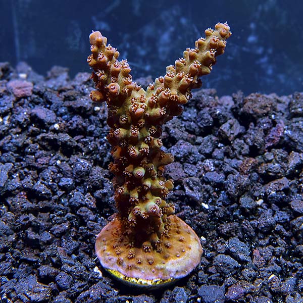 ORA® Aquacultured Micronesian Red Tip Green Acropora Coral ORA® Aquacultured Micronesian Red Tip Green Acropora Coral