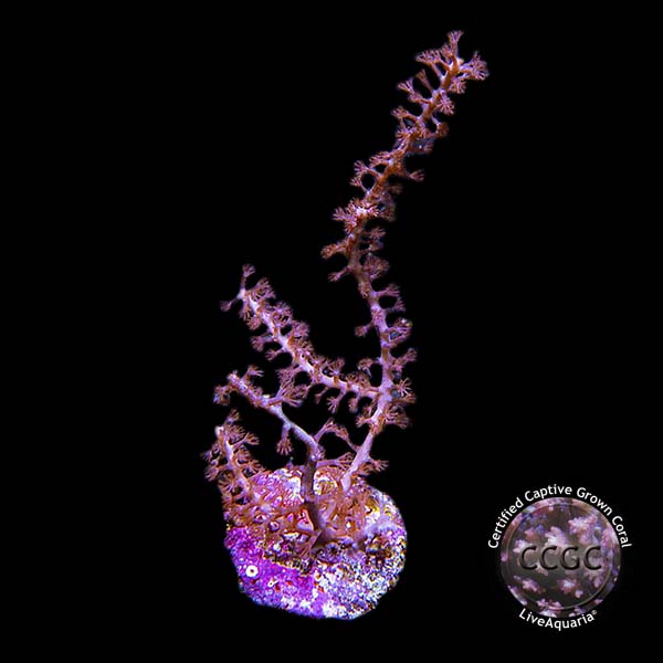 LiveAquaria® CCGC Aquacultured Purple Gorgonia Coral