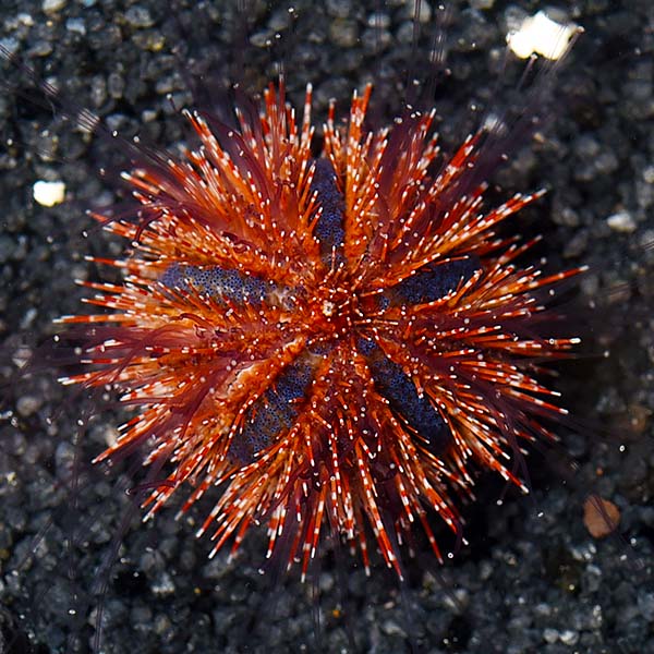  Aquacultured Red Tuxedo Urchin