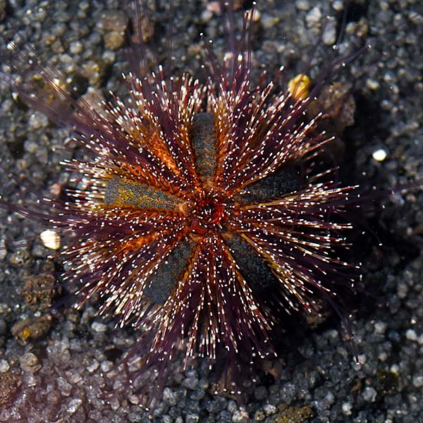 ORA® Aquacultured Blue Tuxedo Urchin ORA® Aquacultured Blue Tuxedo Urchin