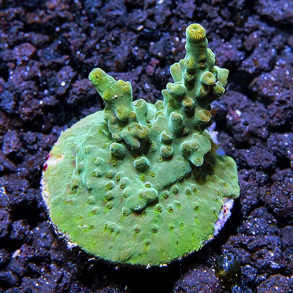 ORA® Aquacultured Steel Green Acropora Coral ORA® Aquacultured Steel Green Acropora Coral