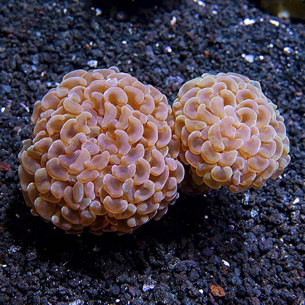 Hammer Coral, Branching