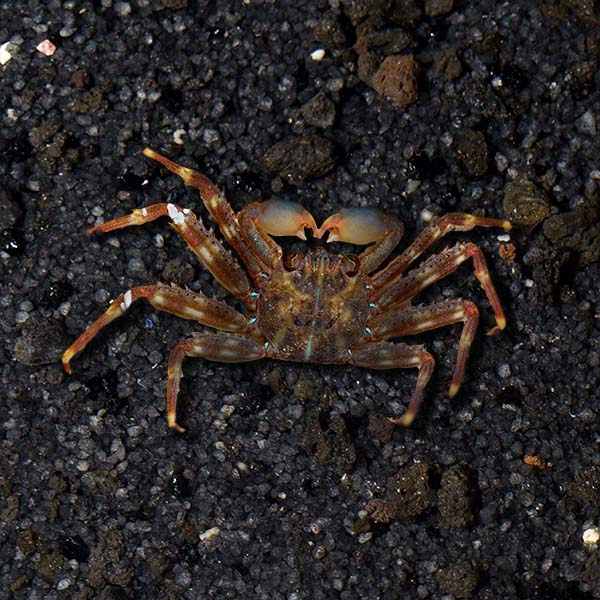 Sally Lightfoot Crab