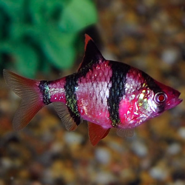 GloFish®, Galactic Purple® Barb Group