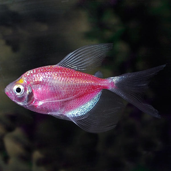 GloFish® Galactic Purple® Longfin Tetra Packs