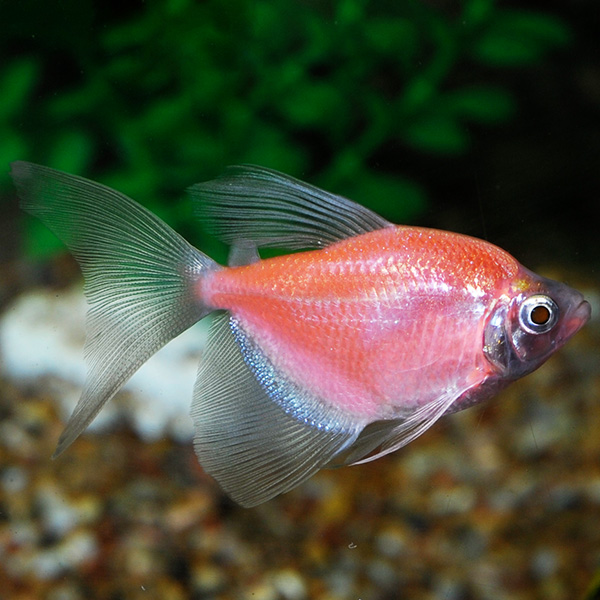 Tropical Fish for Freshwater Aquariums: GloFish®, Moonrise Pink