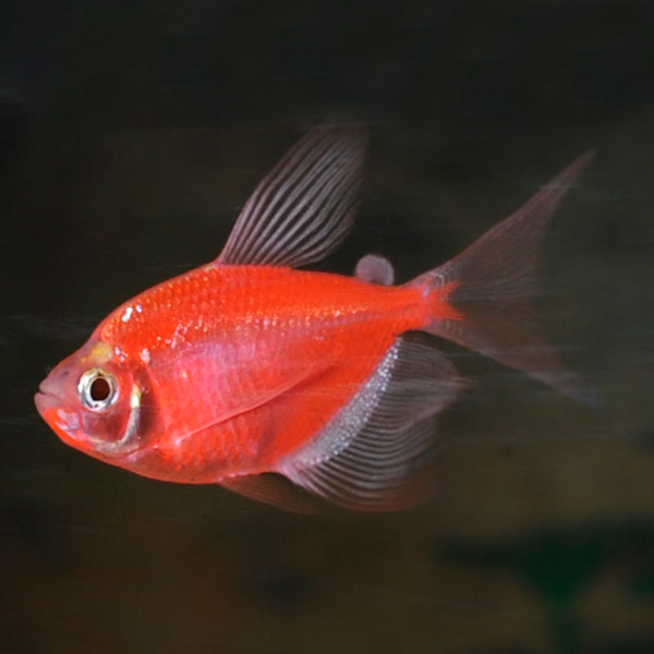 Tropical Fish for Freshwater Aquariums: GloFish®, Starfire Red® Longfin  Tetra