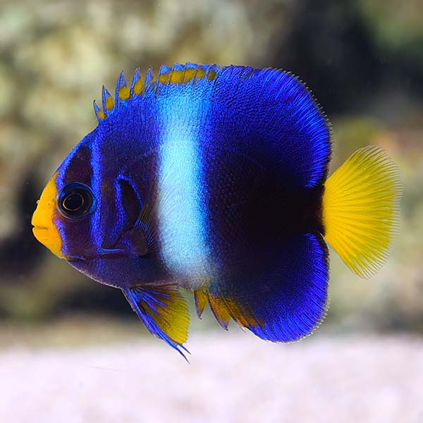 West African Angelfish West African Angelfish