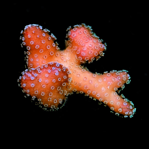 Stellar Stylophora Coral, Aquacultured ORA® Stellar Stylophora Coral, Aquacultured ORA®