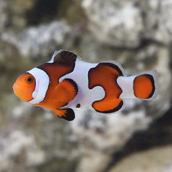  Captive-Bred Gladiator Clownfish