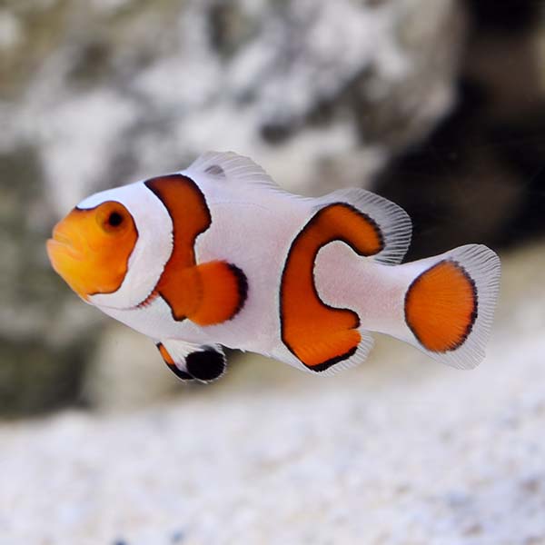 Premium Gladiator Clownfish Captive Bred Ora Saltwater Aquarium