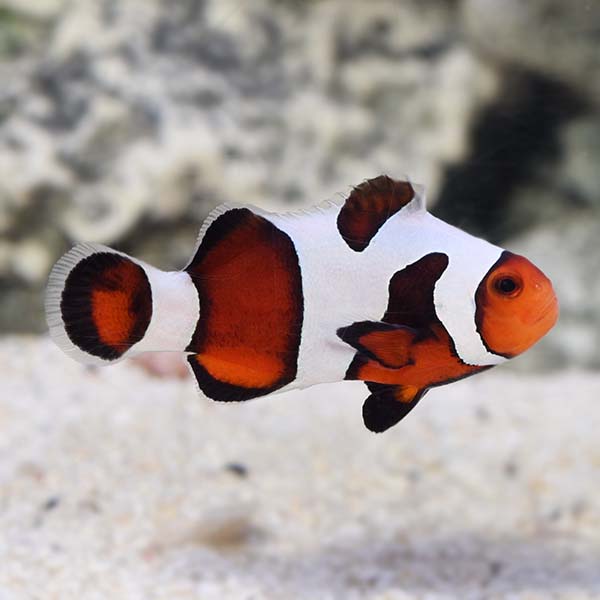 ORA® Captive-Bred Mocha Gladiator Clownfish ORA® Captive-Bred Mocha Gladiator Clownfish