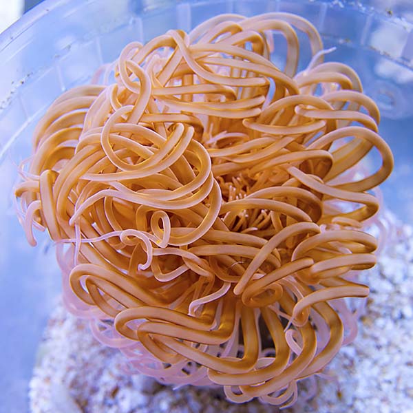 The Sea Anemone Is A Planimal Marine Science Today