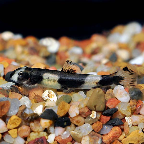 Panda Loach