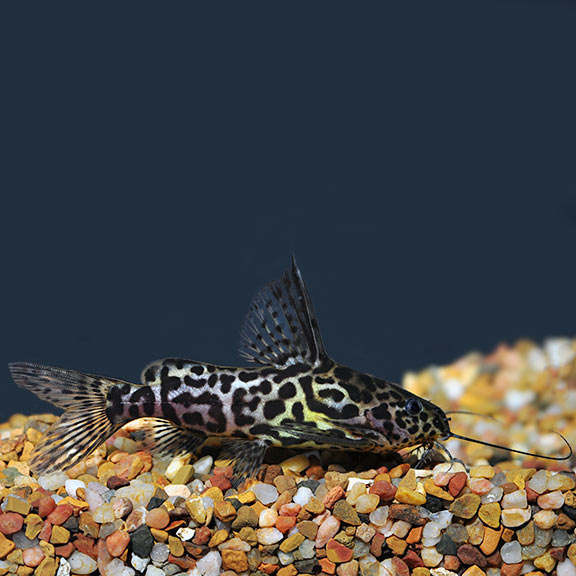 Synodontis Schoutedeni Catfish Synodontis Schoutedeni Catfish