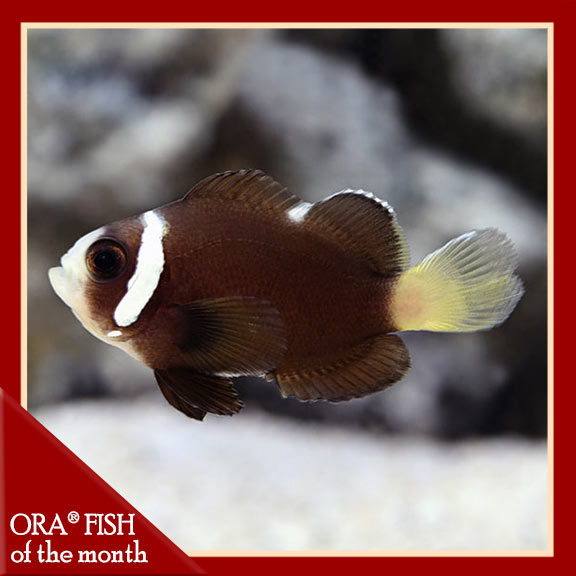 McCullochi Clownfish Captive-Bred ORA® McCullochi Clownfish Captive-Bred ORA®