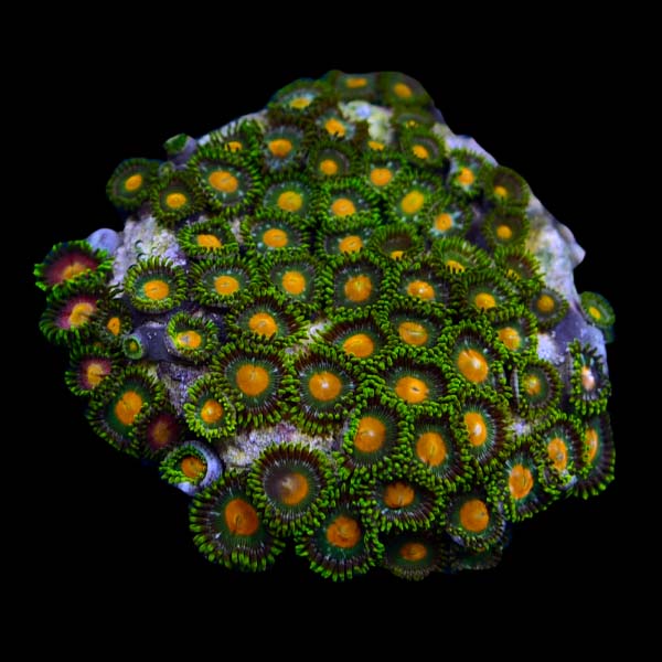 ORA® Aquacultured Assorted Marshall Island Colony Polyps ORA® Aquacultured Assorted Marshall Island Colony Polyps