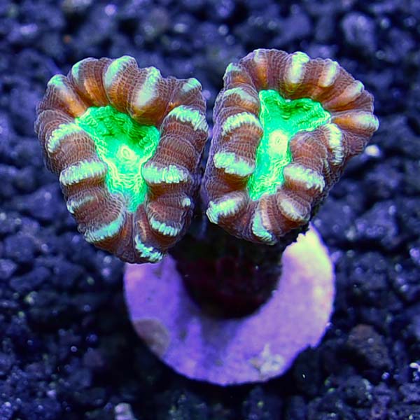 ORA® Aquacultured Candy Cane Coral