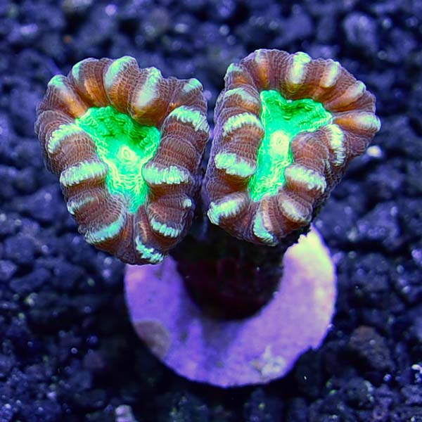 ORA® Aquacultured Candy Cane Coral Saltwater Aquarium Corals for Marine Reef Aquariums