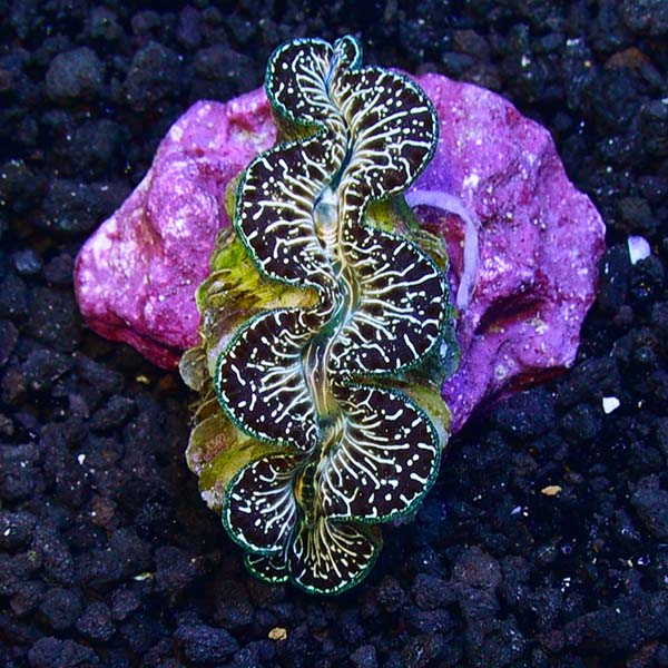 ORA® Aquacultured Black & Colored Ultra Grade Maxima Clam ORA® Aquacultured Black & Colored Ultra Grade Maxima Clam