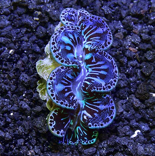 ORA® Aquacultured Ultra Grade Colored Maxima Clam ORA® Aquacultured Ultra Grade Colored Maxima Clam