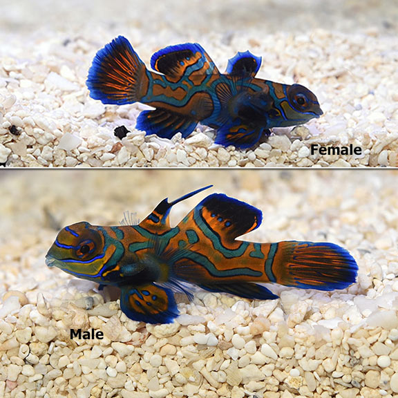 Blue Mandarin, Captive-Bred ORA® Blue Mandarin, Captive-Bred ORA®