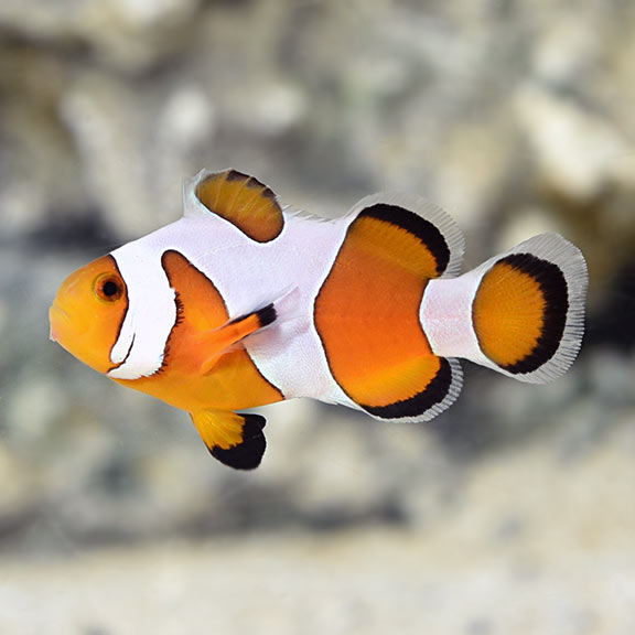 Davinci Clownfish, Captive-Bred