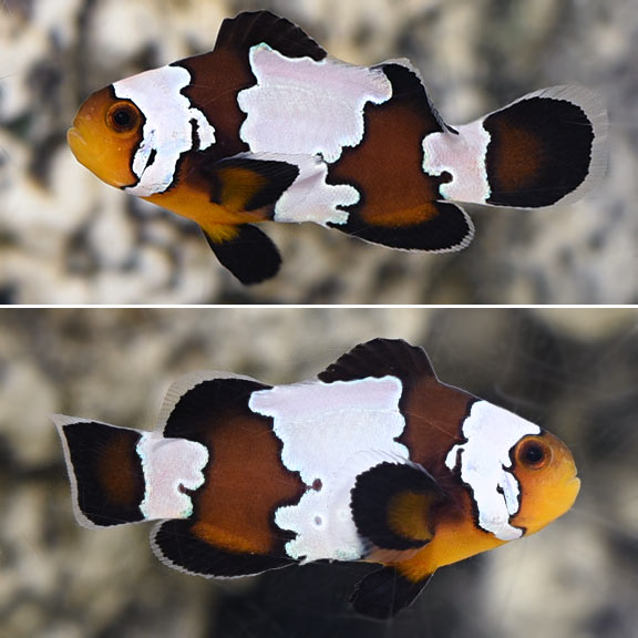 Black Snowflake Clownfish, Captive-Bred Black Snowflake Clownfish, Captive-Bred