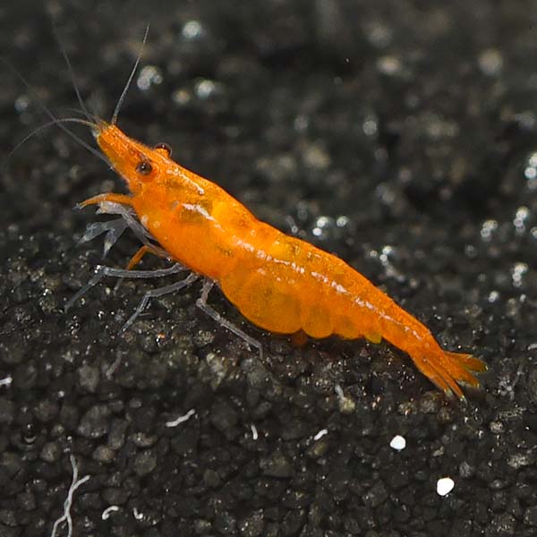 Pumpkin Shrimp Group