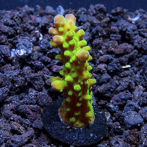 ORA® Aquacultured Green Yellowtip Acropora Coral ORA® Aquacultured Green Yellowtip Acropora Coral