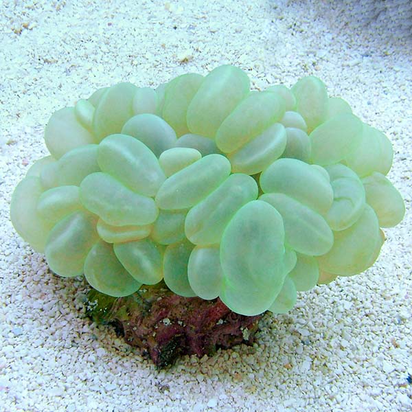 Bubble Coral Bubble Coral