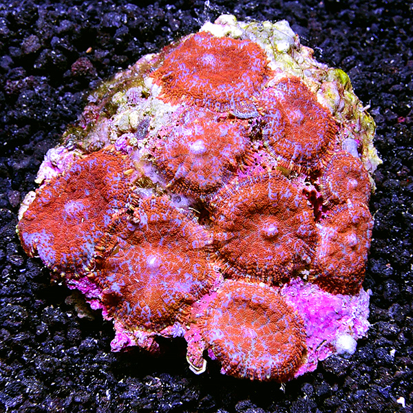Bullseye Rhodactis Mushroom Coral, Red & Blue Superman Bullseye Rhodactis Mushroom Coral, Red & Blue Superman