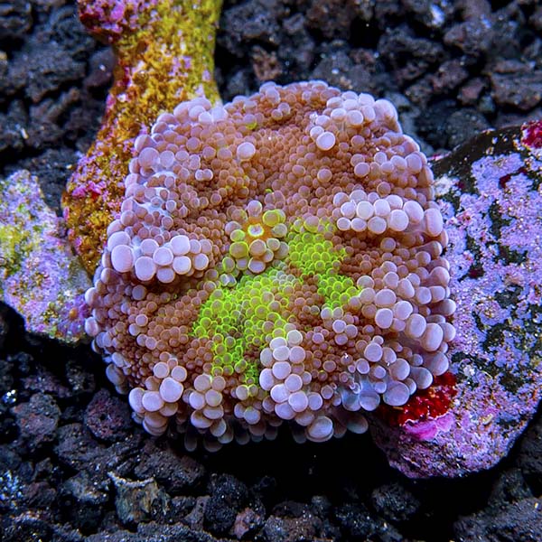 ORA® Aquacultured Purple and Green Ricordea Yuma Coral