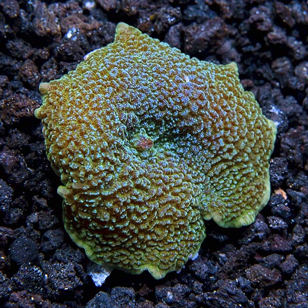 ORA® Aquacultured Elephant Ear Mushroom Coral ORA® Aquacultured Elephant Ear Mushroom Coral