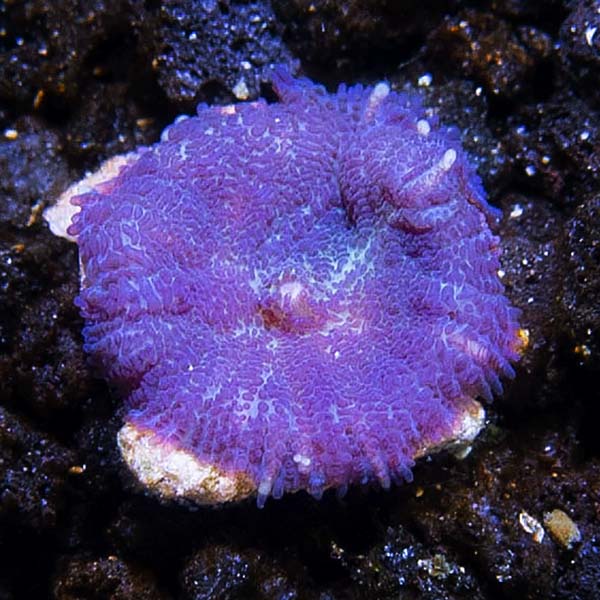 ORA® Aquacultured Purple Bullseye Rhodactis Mushroom Coral