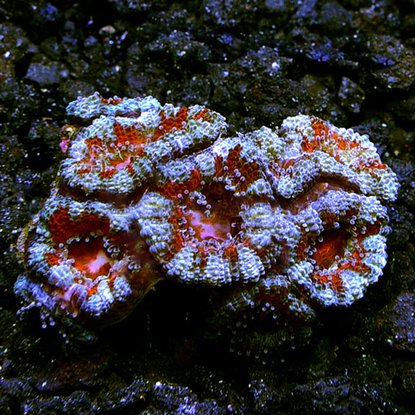 Lordhowensis Coral Frag, Ultra Color Lordhowensis Coral Frag, Ultra Color