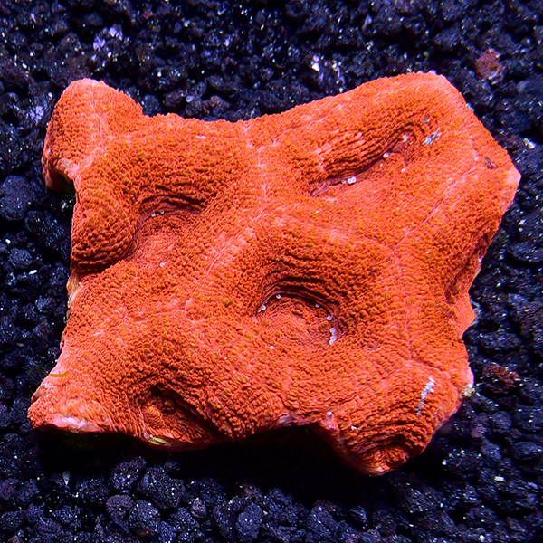 Australian Bowerbanki Coral, Red/Orange Australian Bowerbanki Coral, Red/Orange