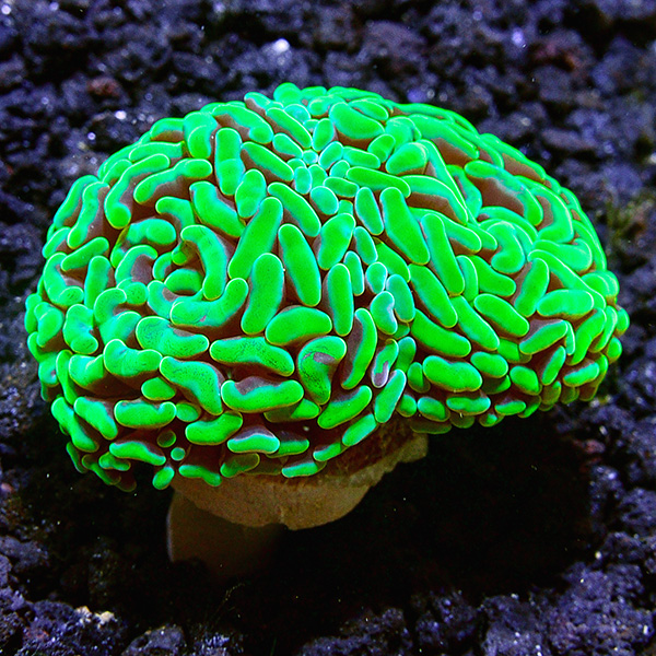 Hammer Coral Branching Frag (Aquacultured) Hammer Coral Branching Frag (Aquacultured)