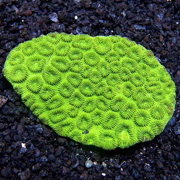 Neon Green Favia Coral Frag (Aquacultured) Neon Green Favia Coral Frag (Aquacultured)