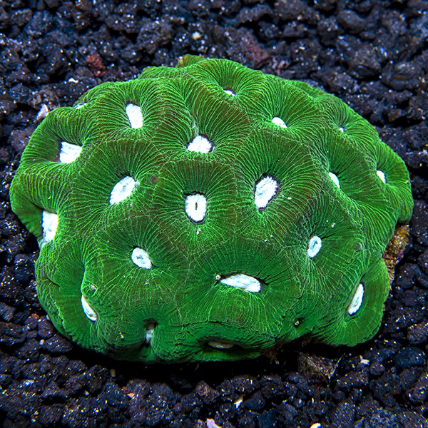 Goniastrea Coral, Green with Neon Green Centers Goniastrea Coral, Green with Neon Green Centers