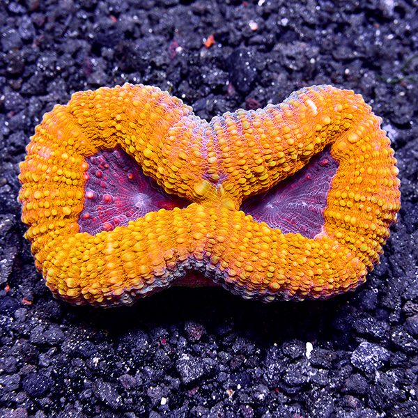 Australian Open Brain Coral, Orange & Purple Australian Open Brain Coral, Orange & Purple