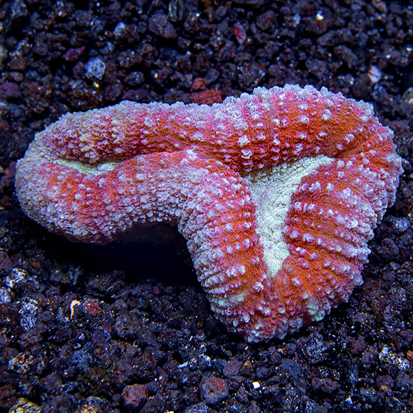 Open Brain Coral, Colored Open Brain Coral, Colored