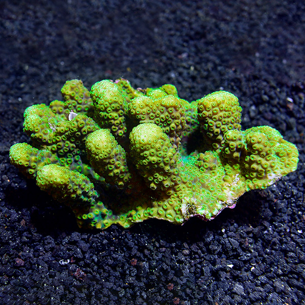 Green Maldivensis Pavona Coral