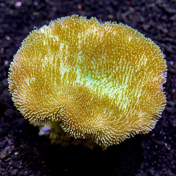 Toadstool Mushroom Leather Coral, Yellow & White (Aquacultured) Toadstool Mushroom Leather Coral, Yellow & White (Aquacultured)