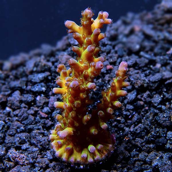 The Carl Acropora Coral, Aquacultured ORA® The Carl Acropora Coral, Aquacultured ORA®