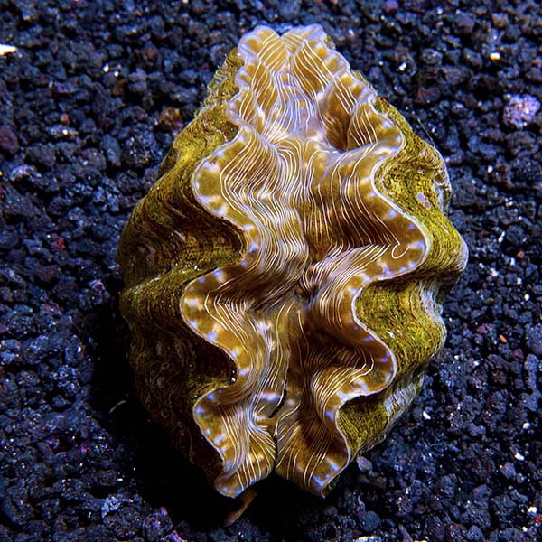 ORA® Aquacultured Hippopus Clam ORA® Aquacultured Hippopus Clam